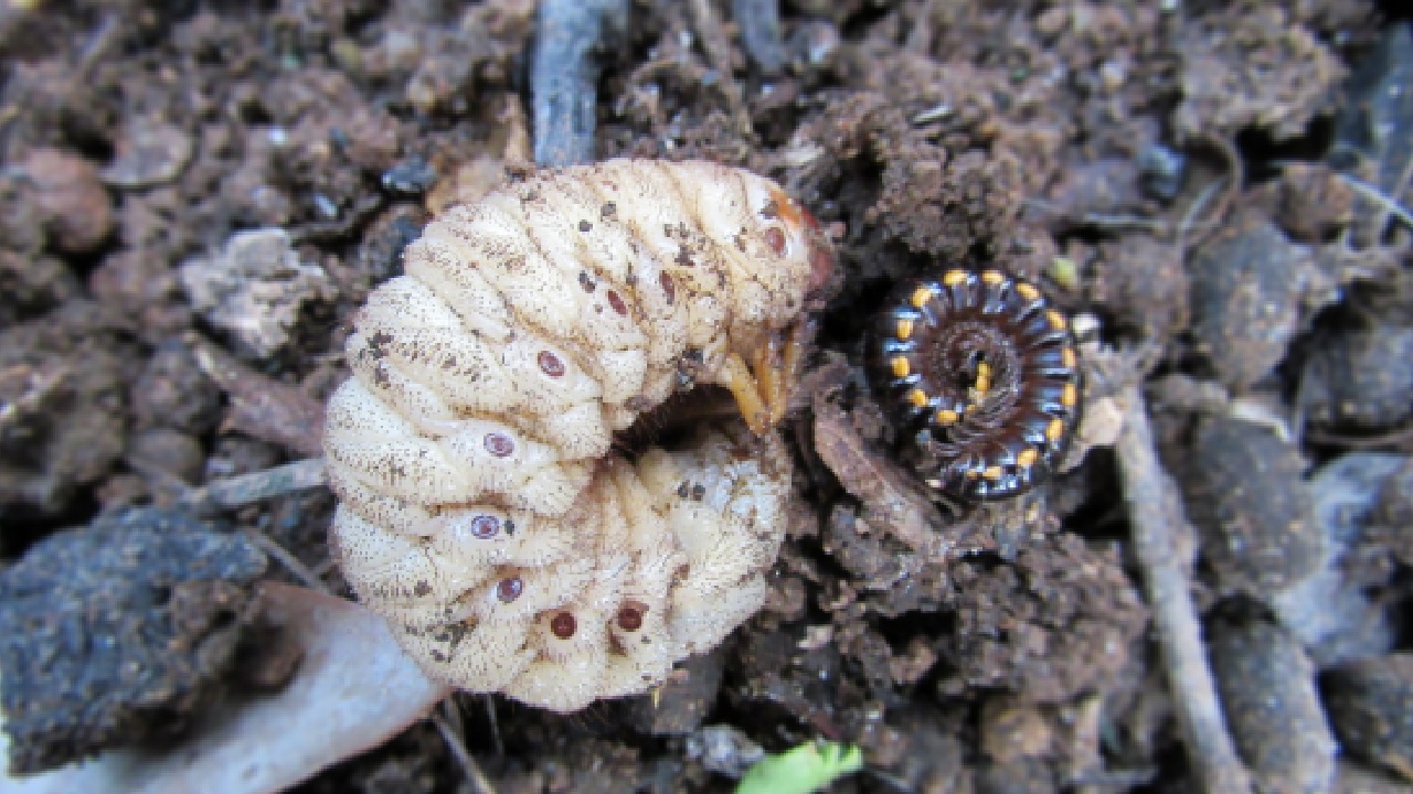 Don’t kill the curl grubs in your garden – they could be native beetle babies