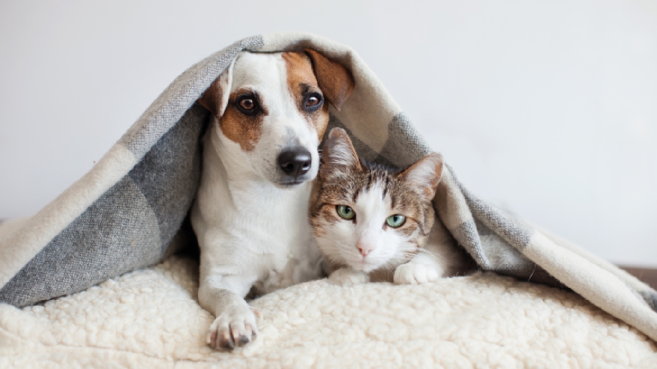 Aussies guilty of neglecting at-home pet care
