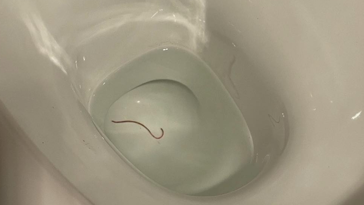 Snake catcher’s “hilarious” find in homeowner's toilet