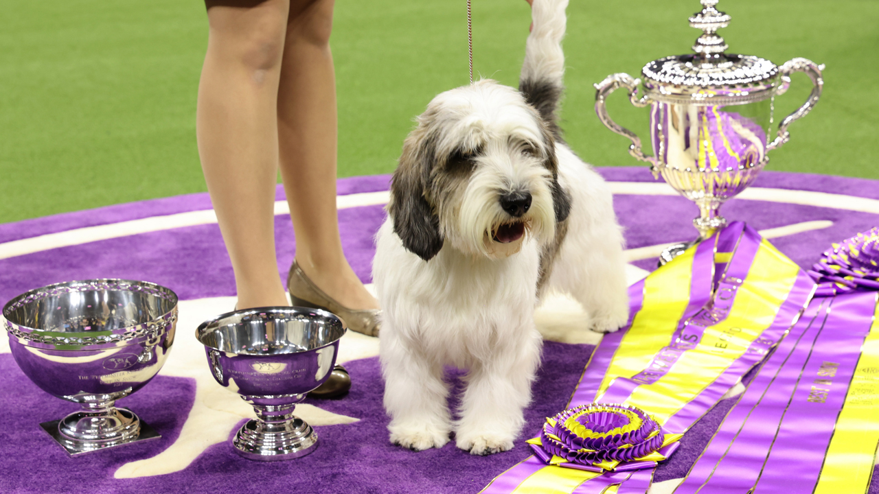 Westminster Dog Show waises the woof 