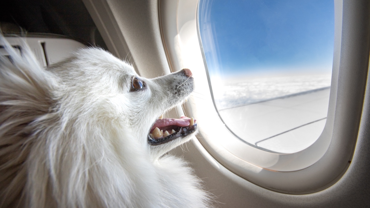 Travelling with pets on planes