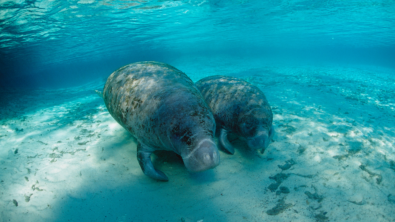 Marine species are being pushed towards the poles. From dugong to ...