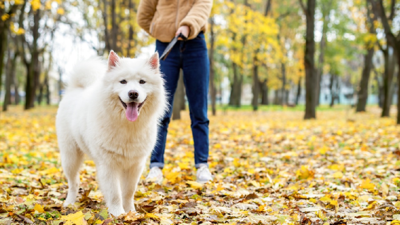 Vets share their 5 best tips for safer dog walks – and 5 things never to do