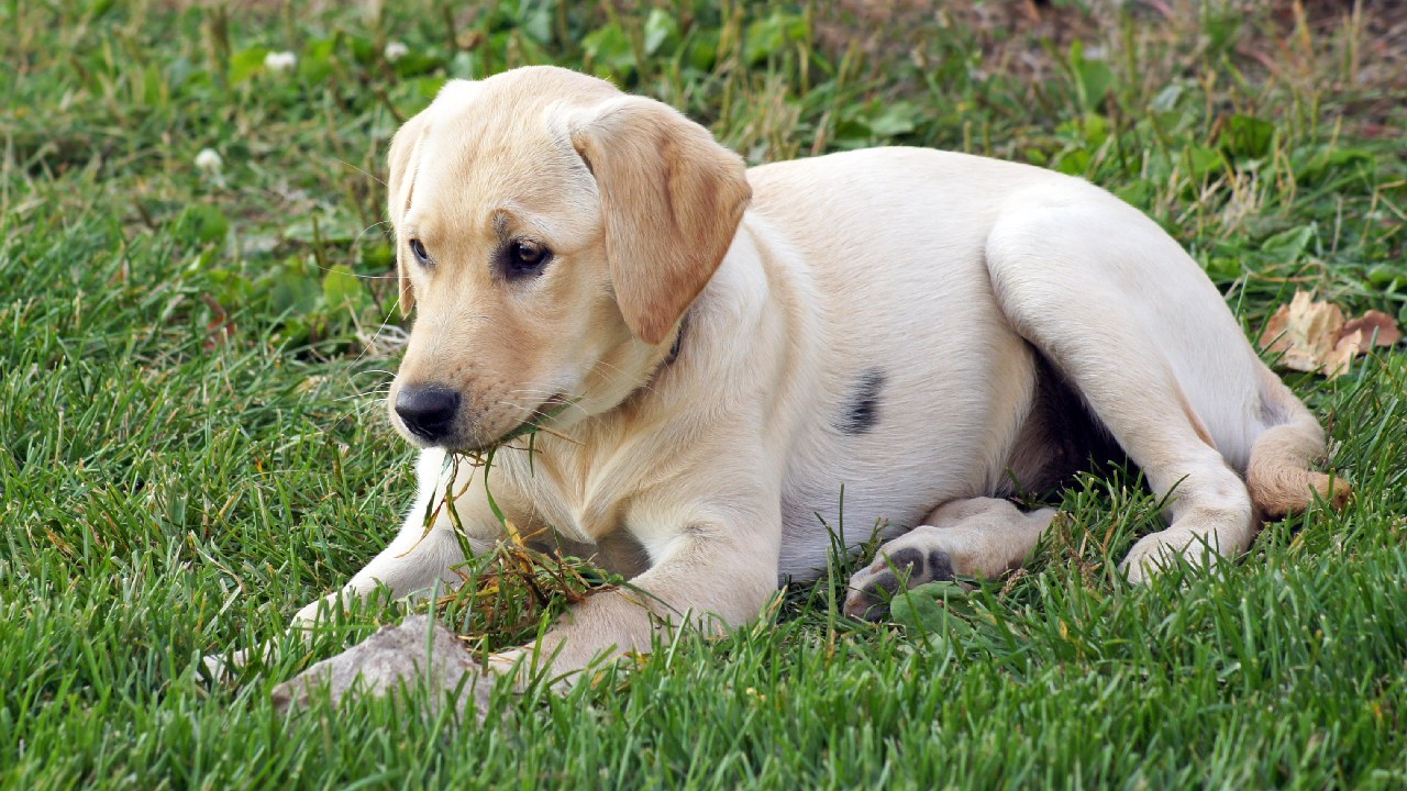 Why does my dog eat grass? And when is it not safe for them?