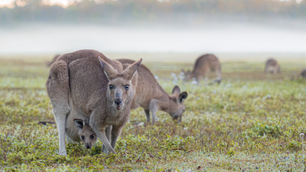 5 things to enjoy on Kangaroo Island