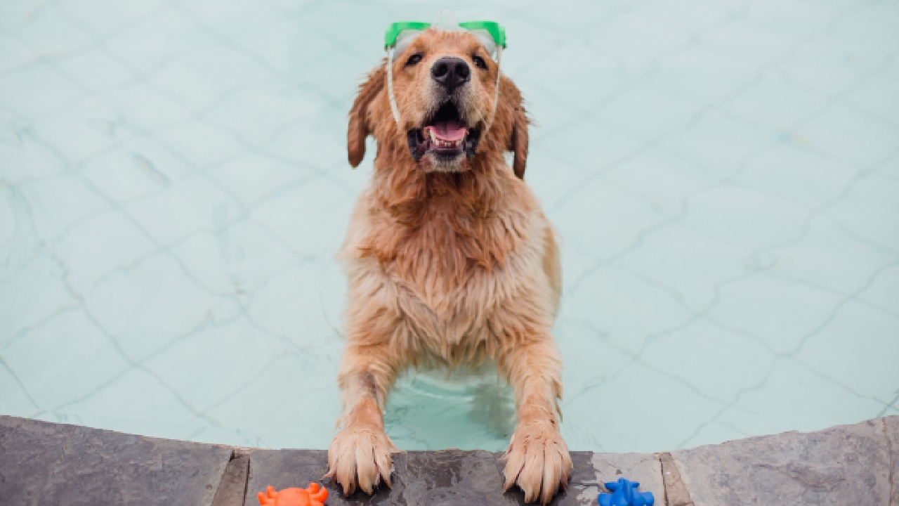 How to keep your pets cool in the heat