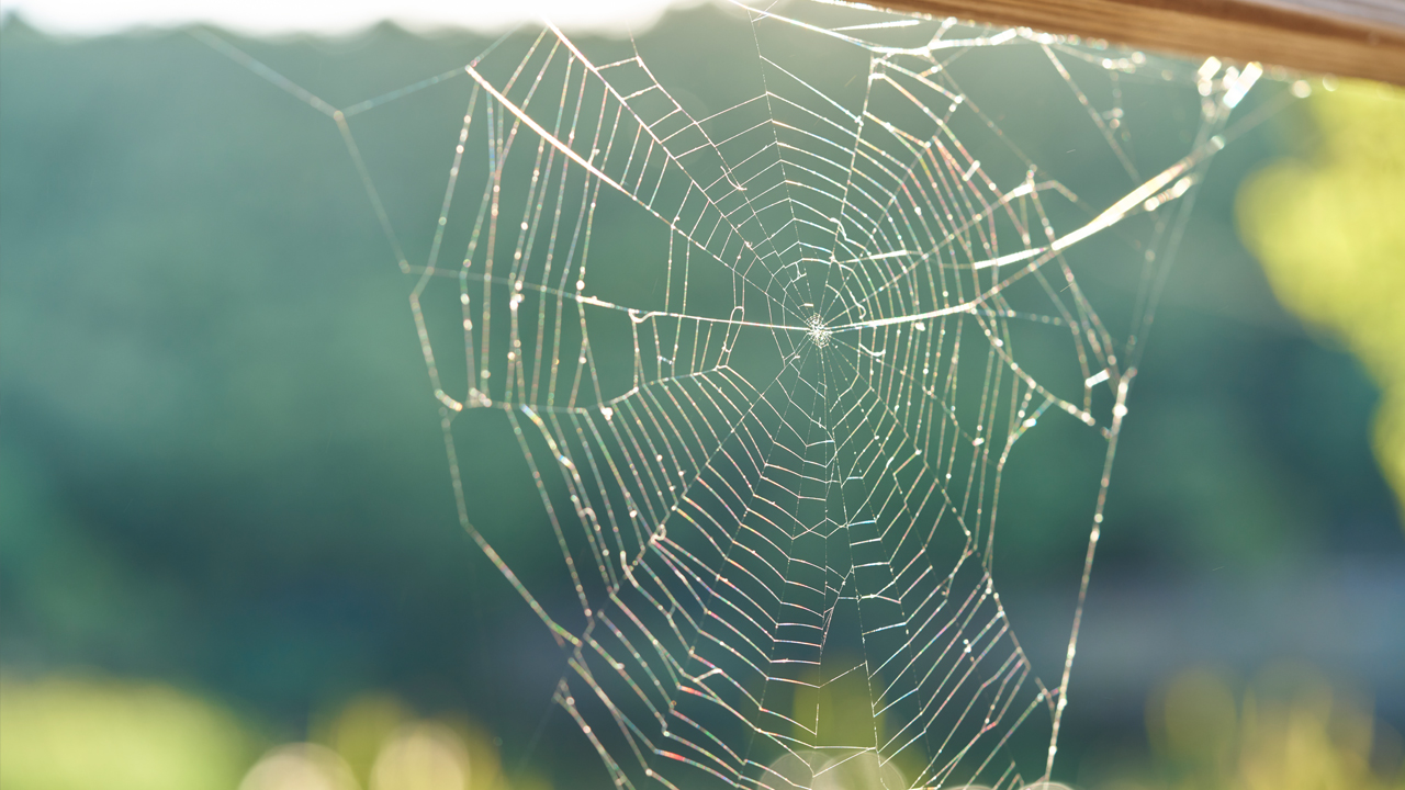 Why understanding how spiders spin silk may hold clues for treating Alzheimer’s disease