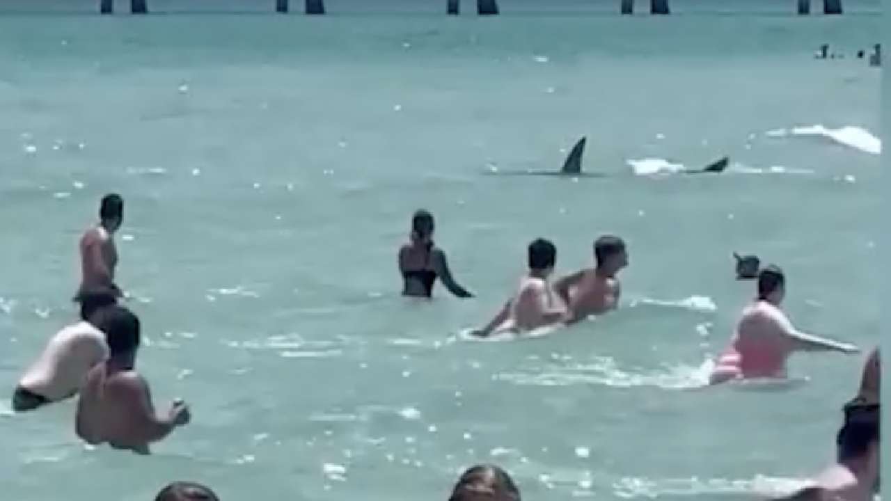 "Get out of the water!" Huge shark spotted at crowded beach