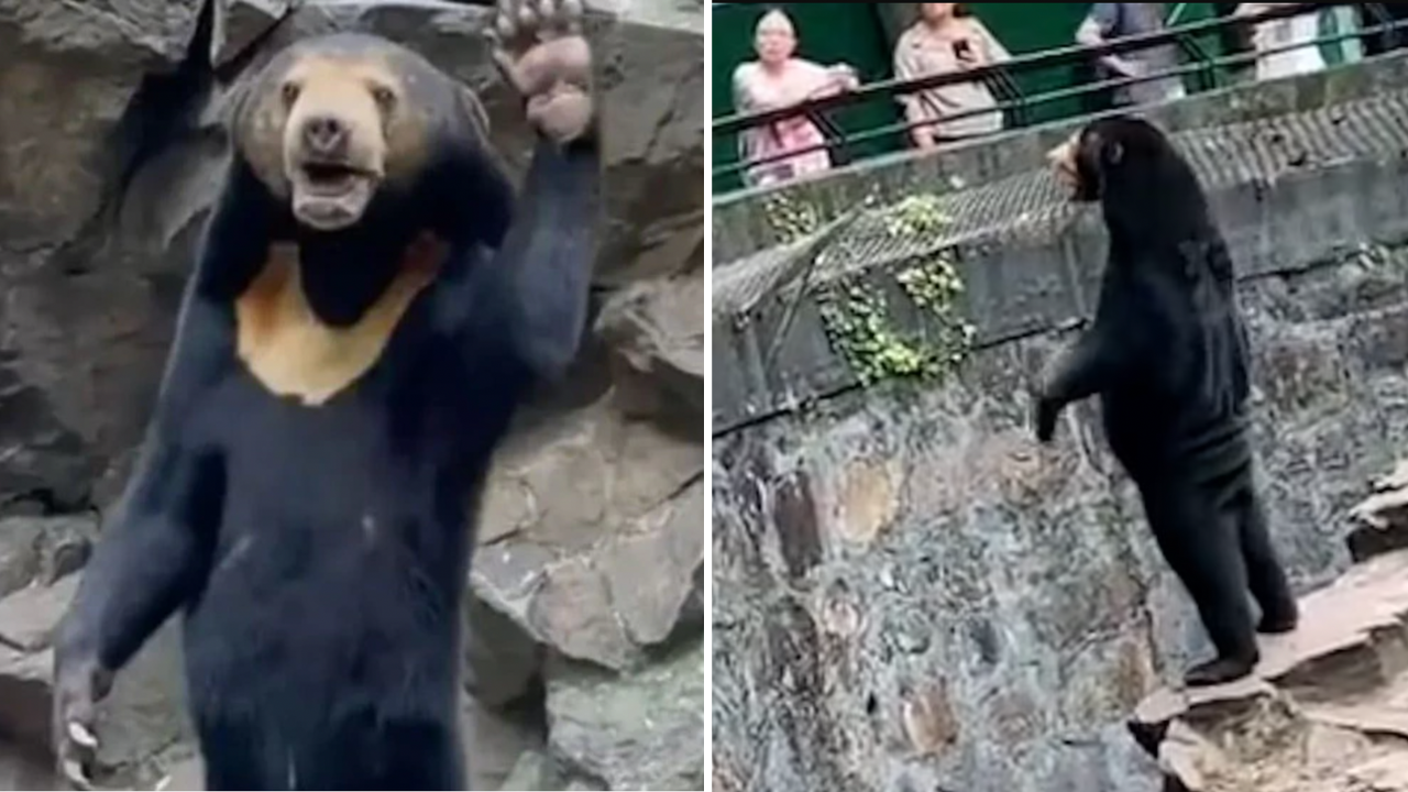 Zoo's upright bear accused of being just a guy in a suit