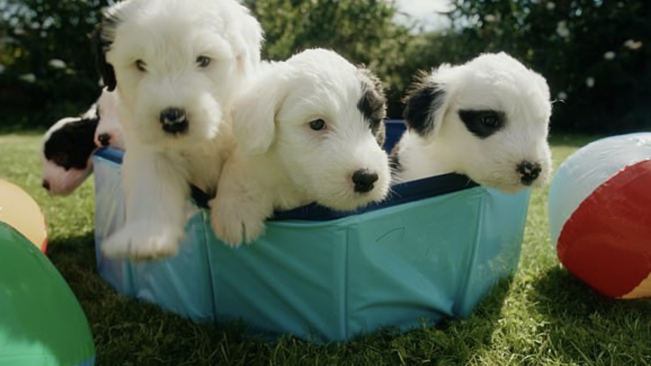 Iconic Dulux dog gives birth to adorable puppies