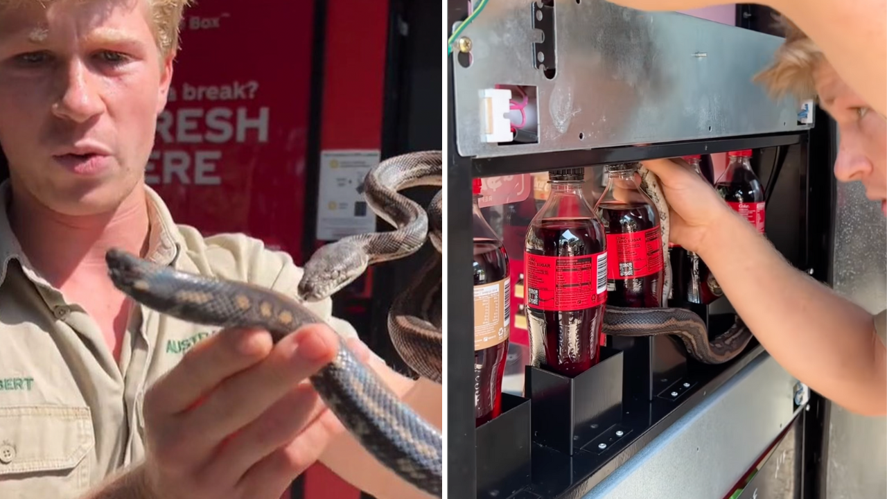 "Coca coila": Robert Irwin rescues a python stuck in a vending machine