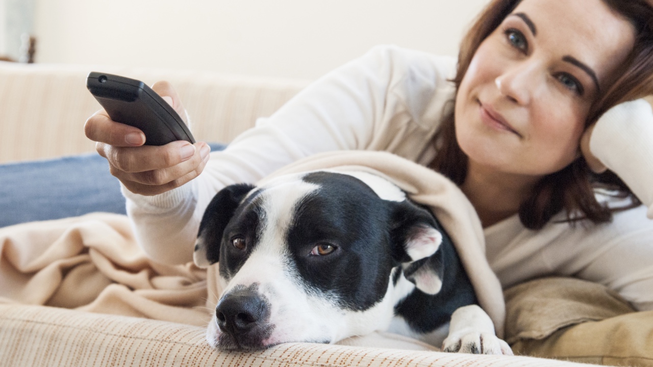 Do dogs actually watch TV?
