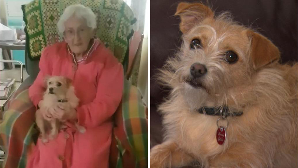 Tiny chihuahua saves 90-year-old woman with heroic act