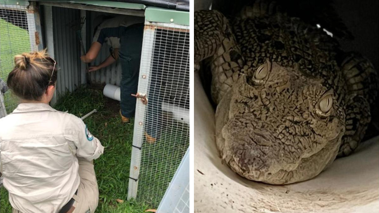 "That is NOT a goanna": Family stumbles upon metre-long croc in their chicken coop
