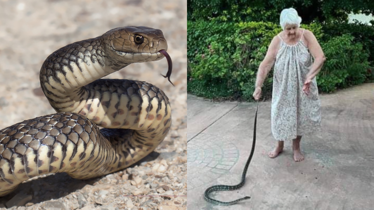 “What a legend”: Brave Aussie pensioner saves puppy from a snake