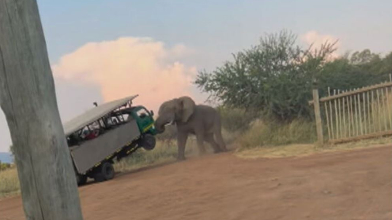 Love-struck elephant goes wild on safari