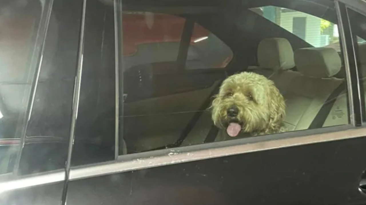 "Cruel" shopper slammed for leaving dog in hot car