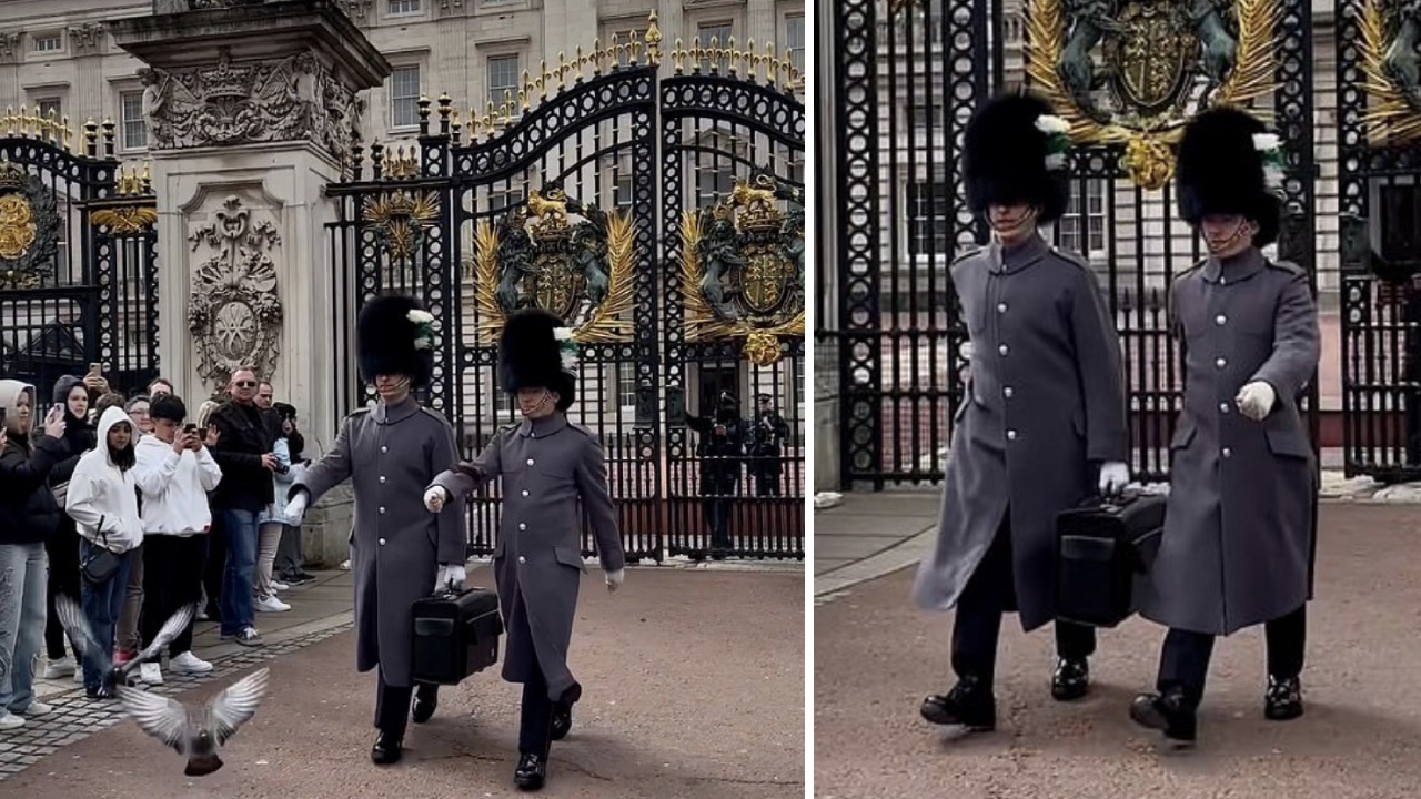 Hilarious moment King's Guard demands pigeons move from Buckingham Palace