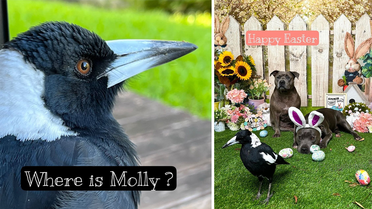 "EXCITING UPDATE!": Big news on Molly the Magpie
