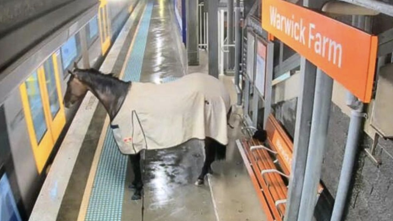 Escaped race horse shocks commuters at suburban train station