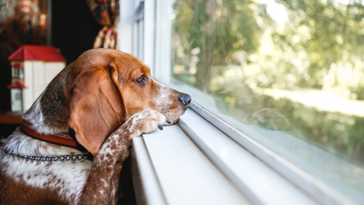 5 tips to keep your dog happy when indoors 