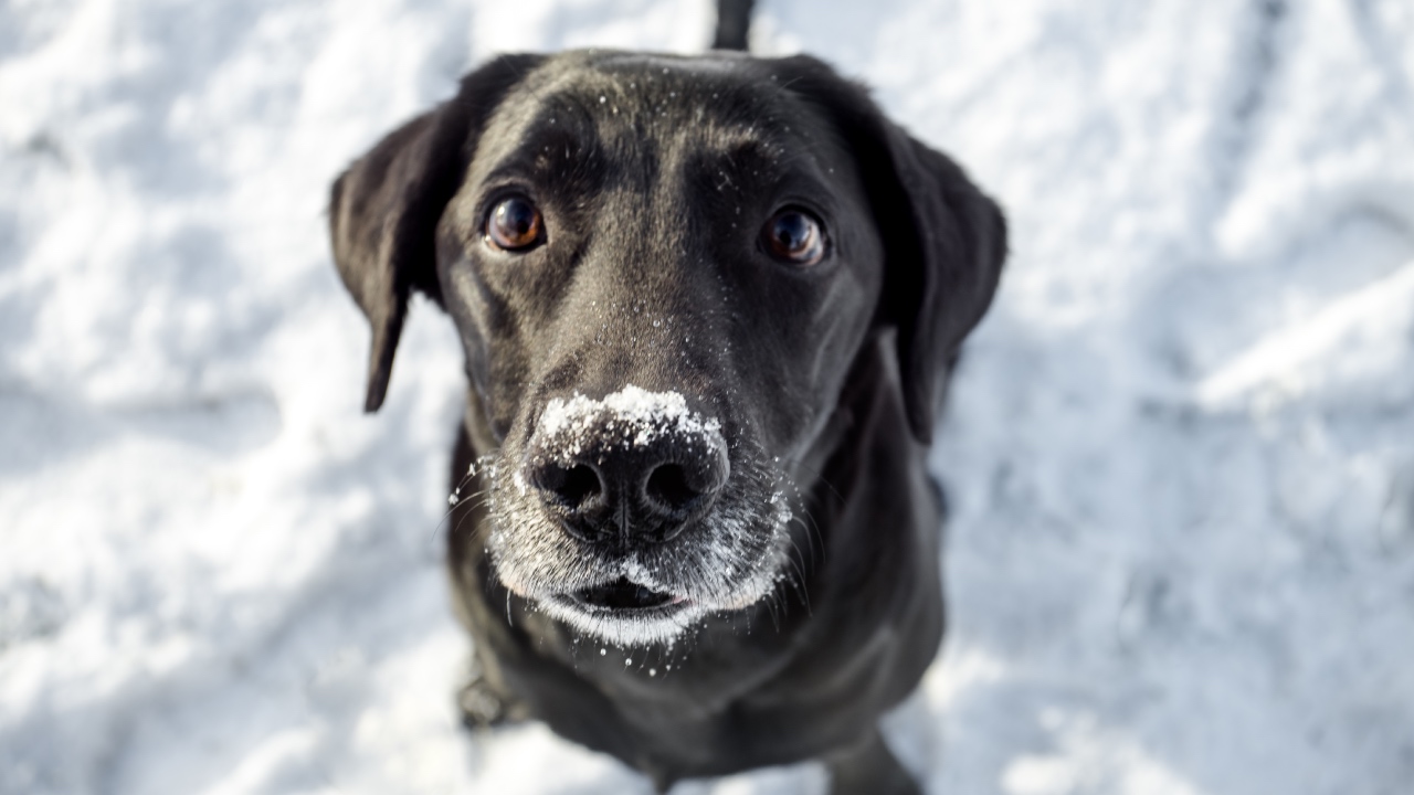 Dog care below freezing − how to keep your pet warm and safe from cold weather, road salt and more this winter