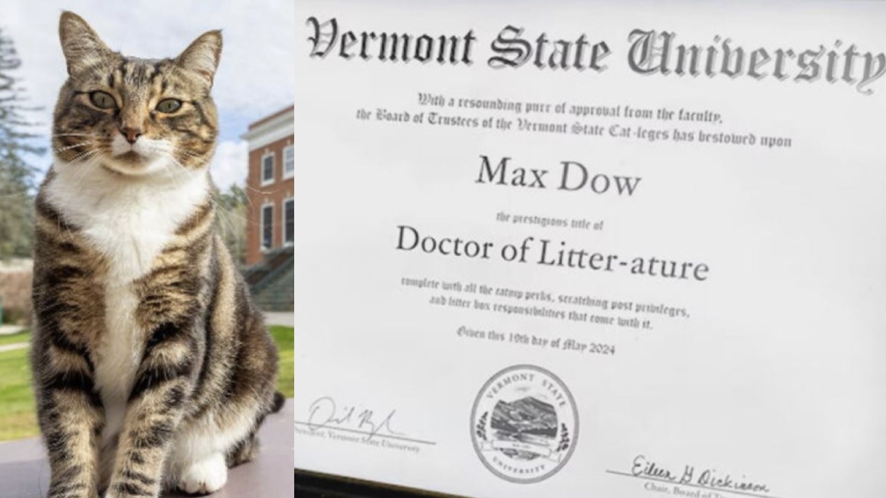University gives resident cat an honorary doctorate