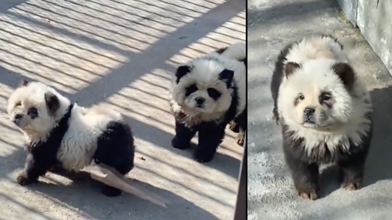 Chinese zoo's "panda" display under fire