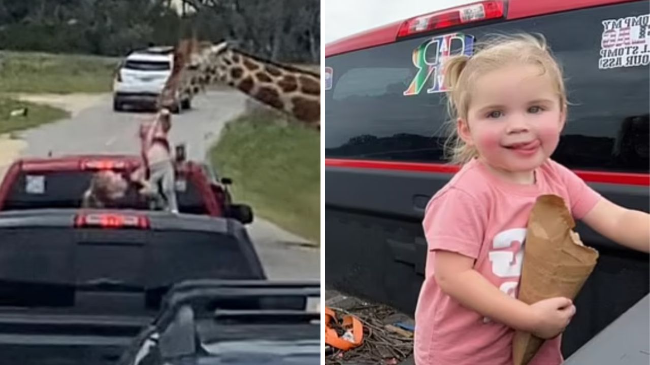 Wild moment giraffe snatches toddler from car