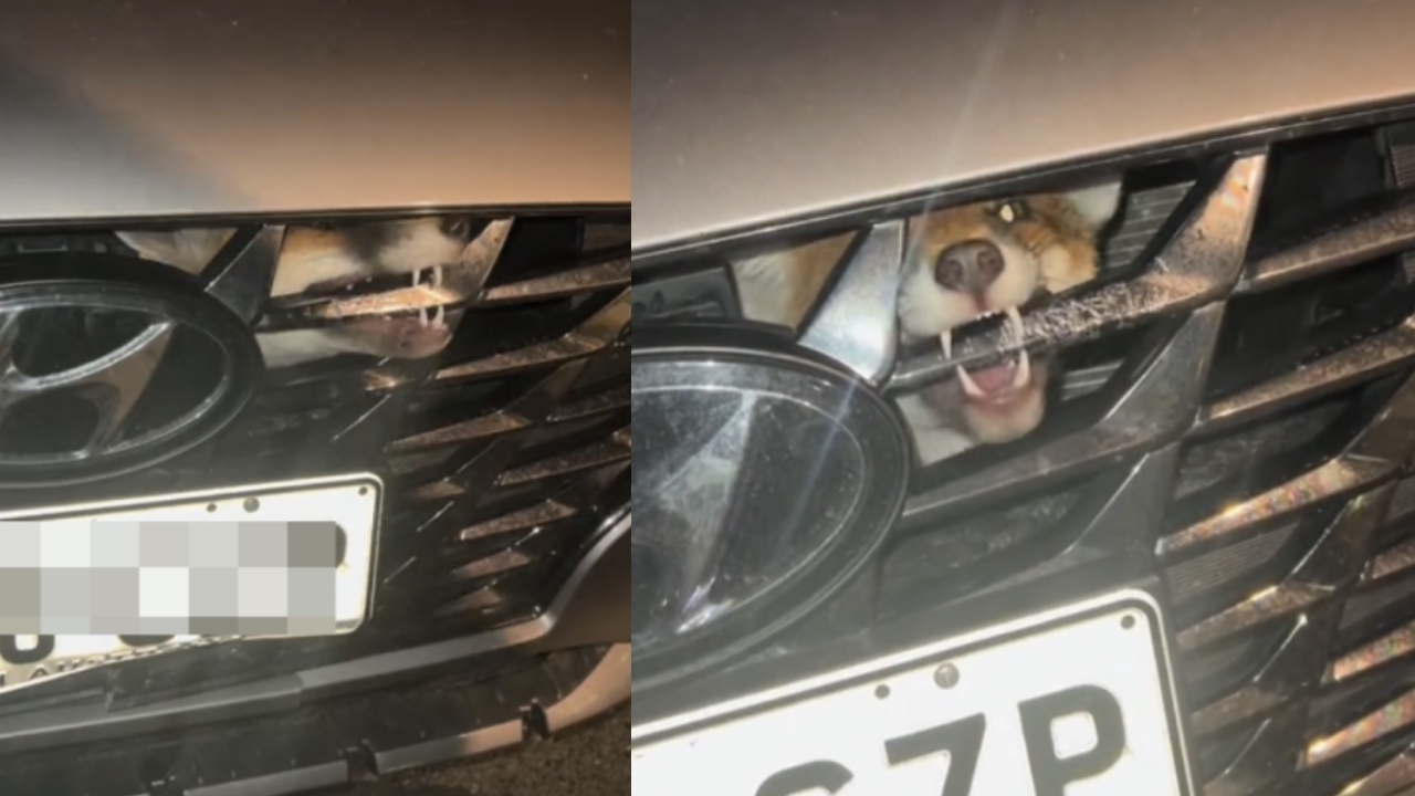 What the fox! Driver finds wild animal trapped in his car