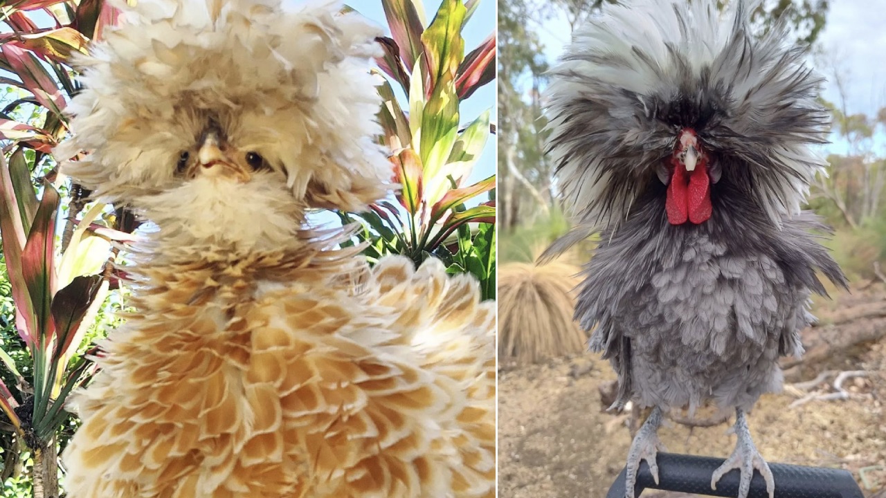 The hen-some winners of Australia's next top chicken awards