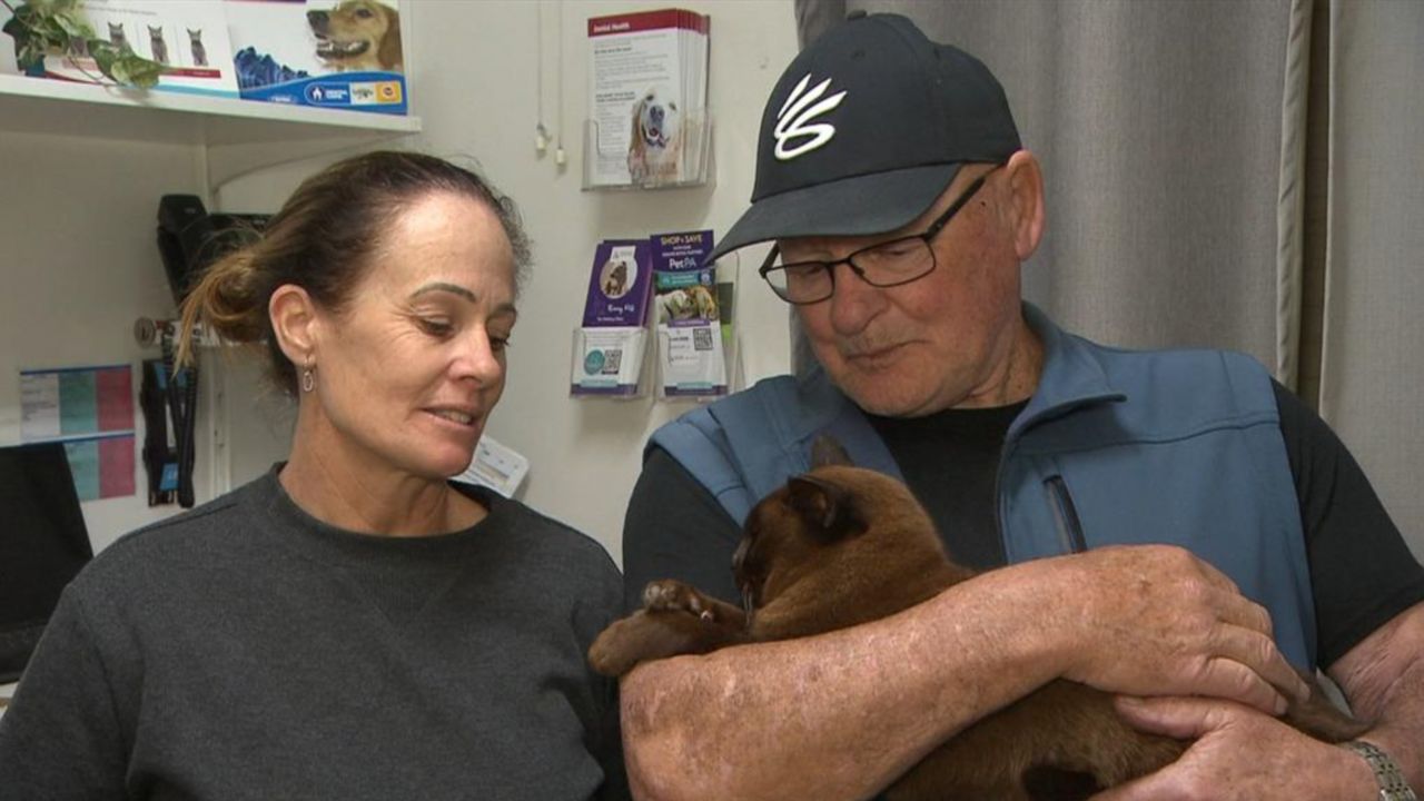 Pet cat lost in the outback ends in purr-fect reunion months later