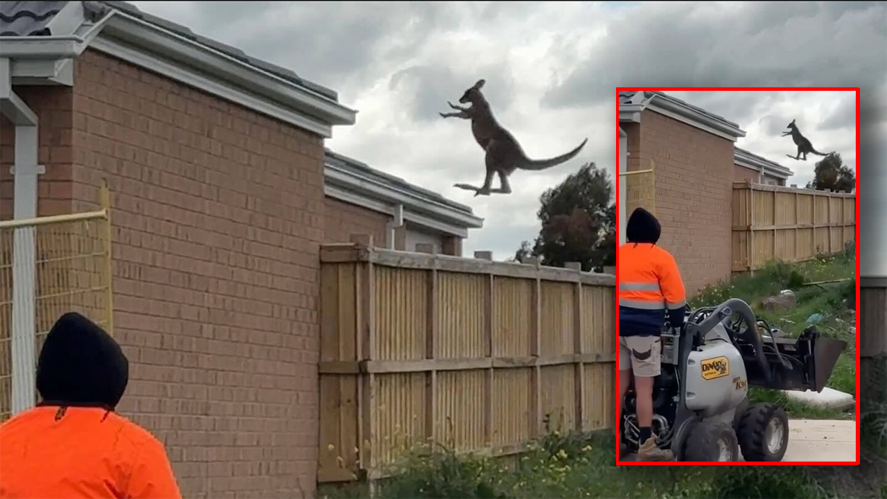 "Skippy ain't playing": Urban kangaroo stuns with epic leap