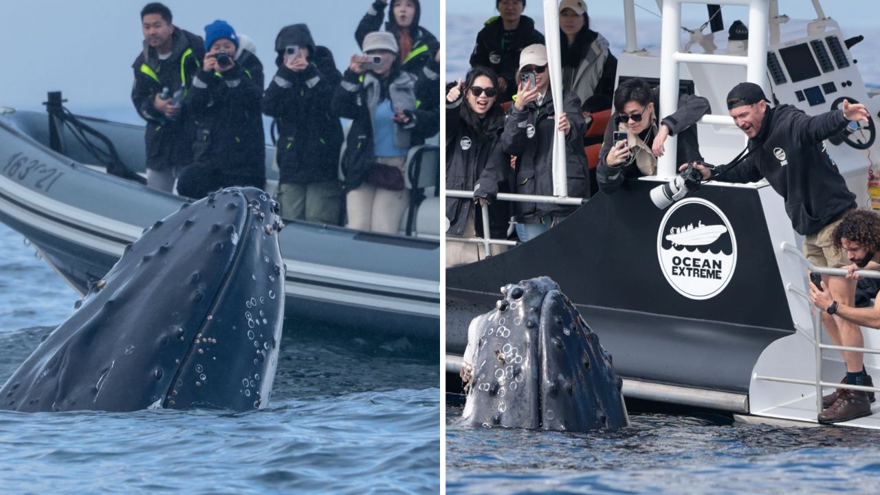 Incredible scenes after whale watchers "mugged" by humpback