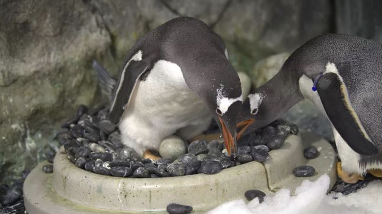 World famous gay penguin dies