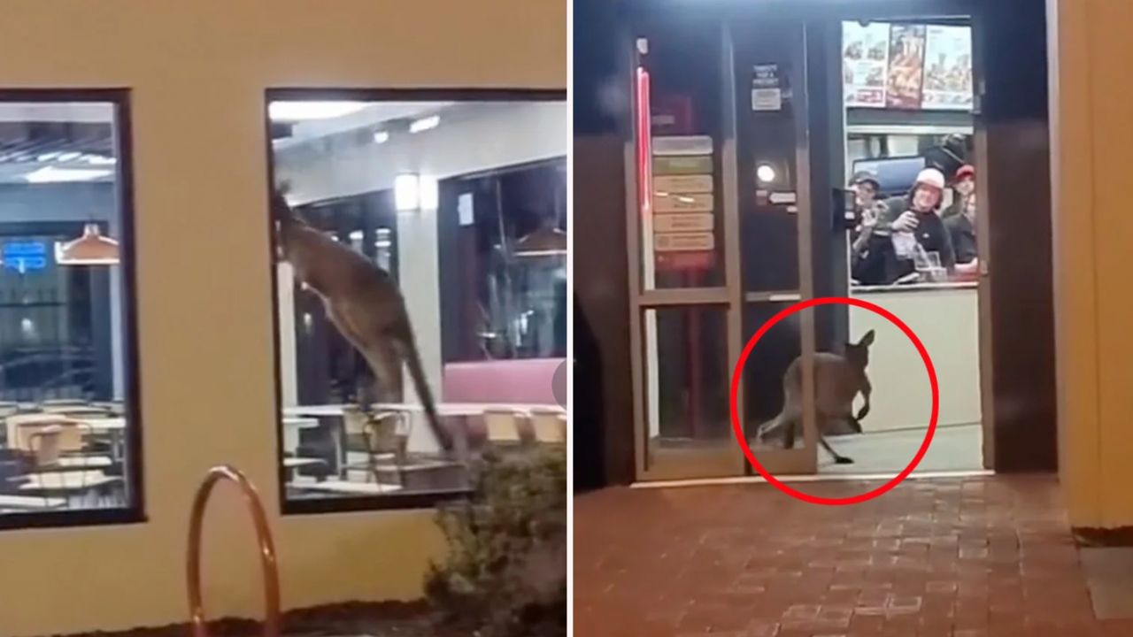 "Skippy wants his zinger box": Kangaroo bounces into KFC