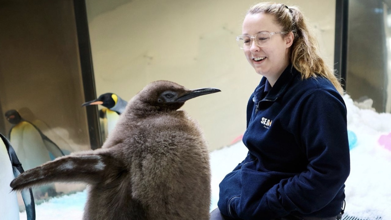 Why one baby king penguin is Sea Life's new social media star