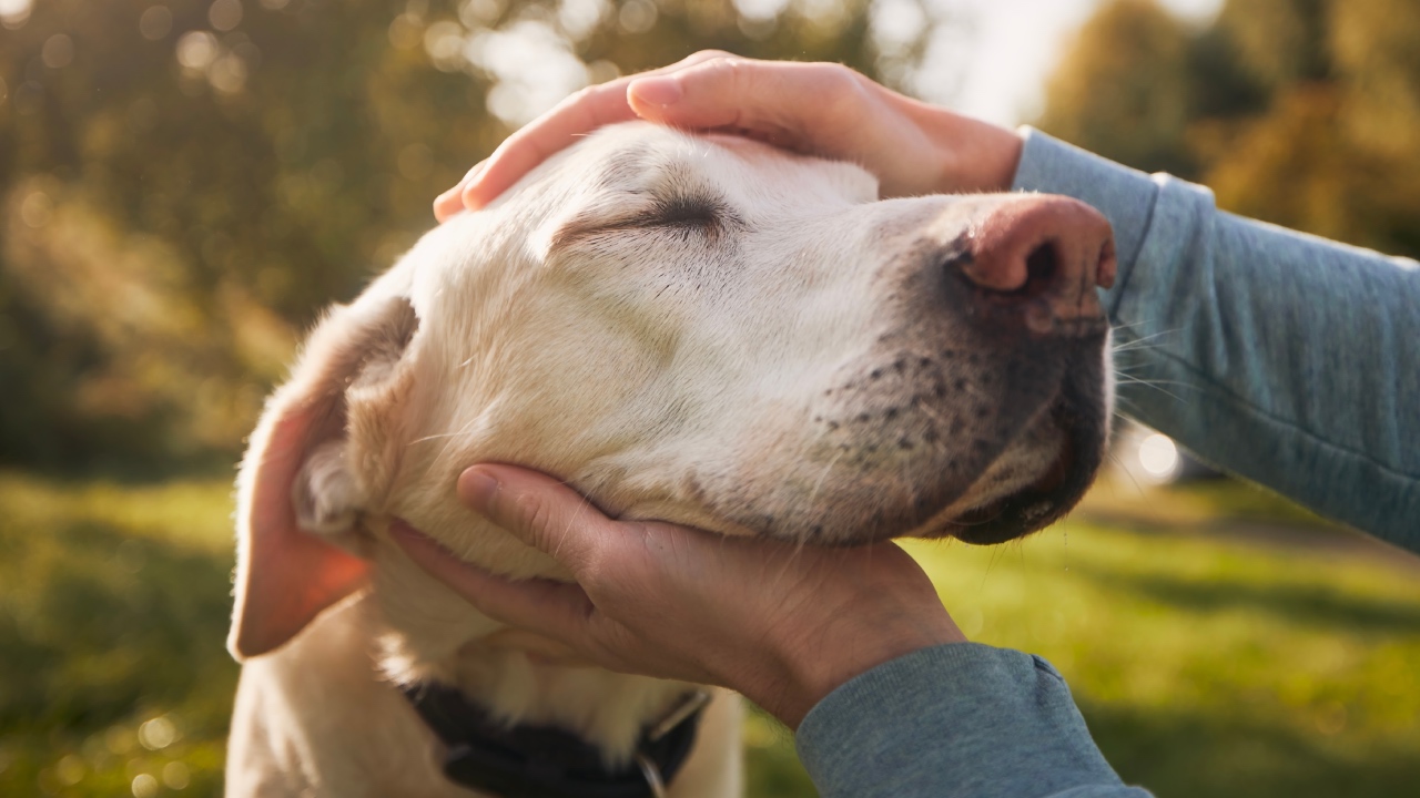 Five signs in your senior pet you shouldn’t ignore