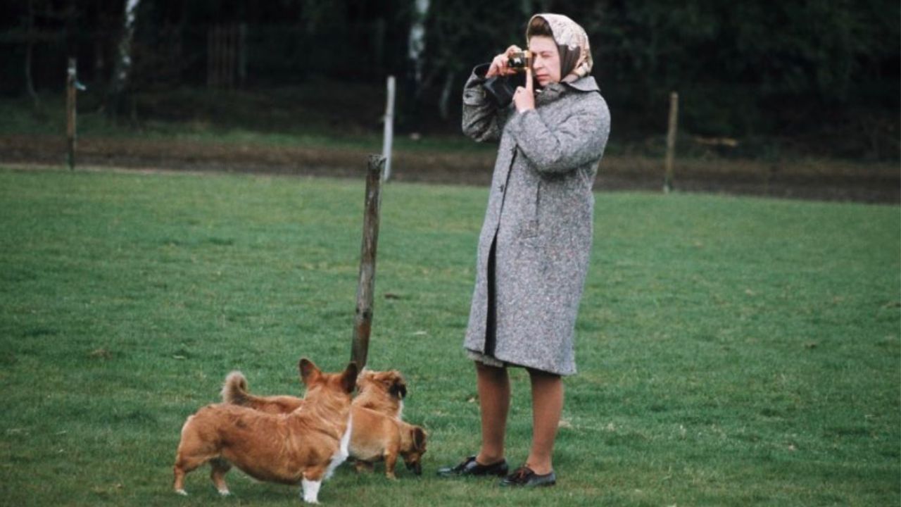 "Psycho": Biographer reveals truth about Queen Elizabeth's corgis