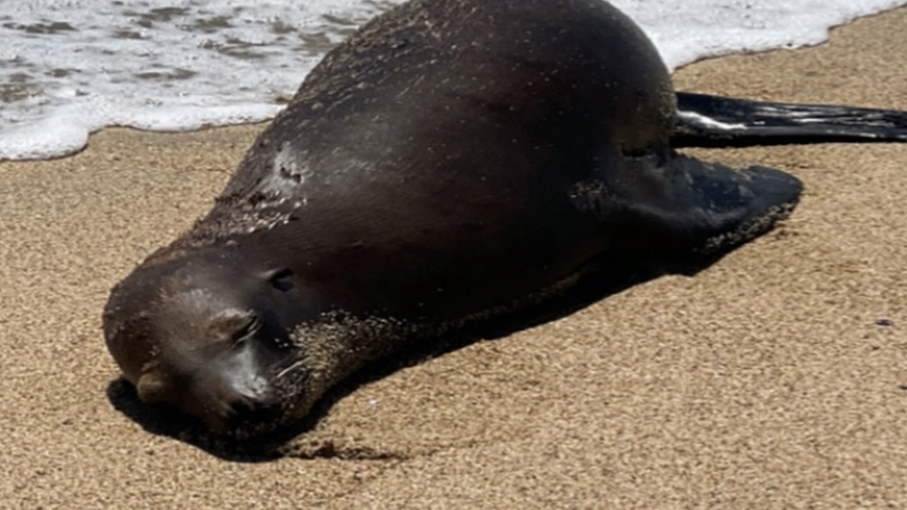 Police appeal for information after baby seal shot