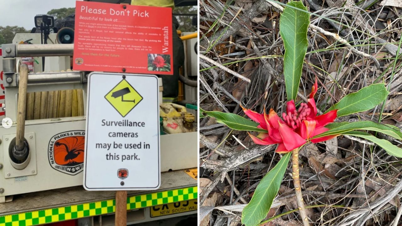 $22,000 fine imposed on Waratah thieves