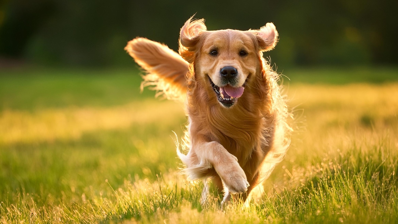 The science of happier dogs: 5 tips to help your canine friends live their best life