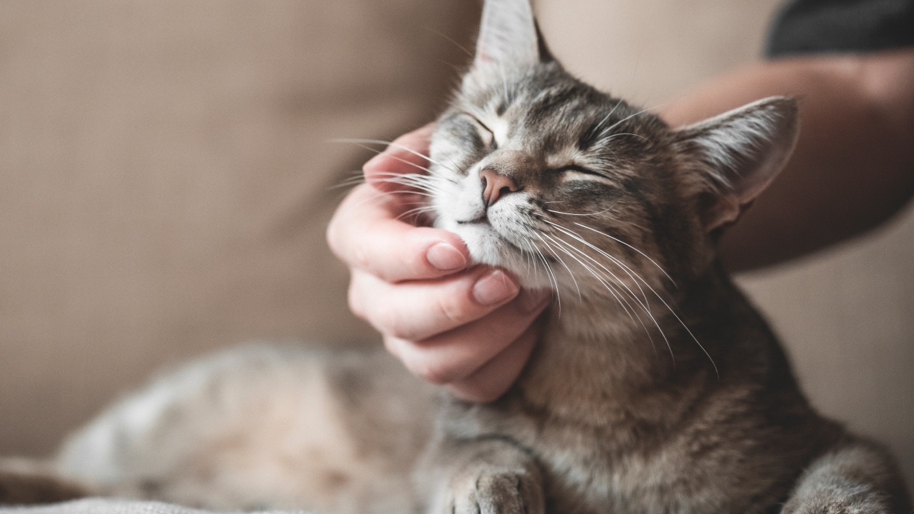 Are cats good for our health?