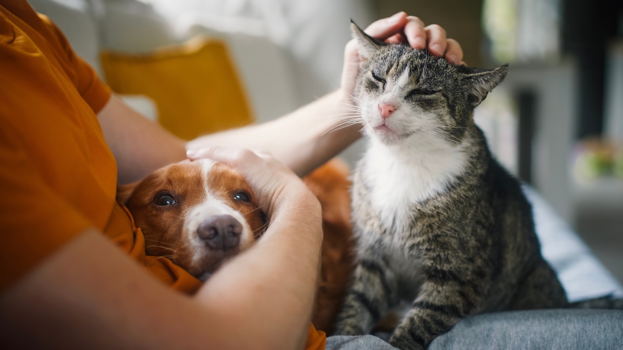 Five reasons why owning a pet is good for us