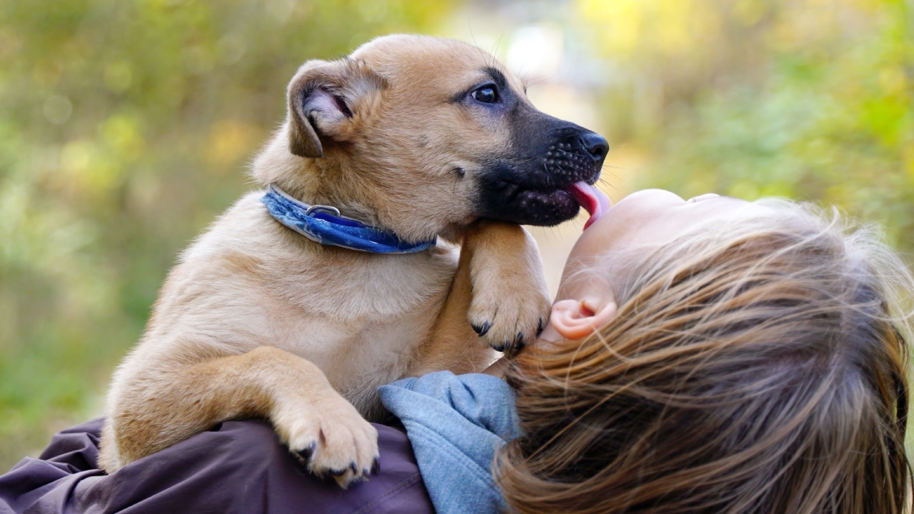 Is owning a dog good for your health?