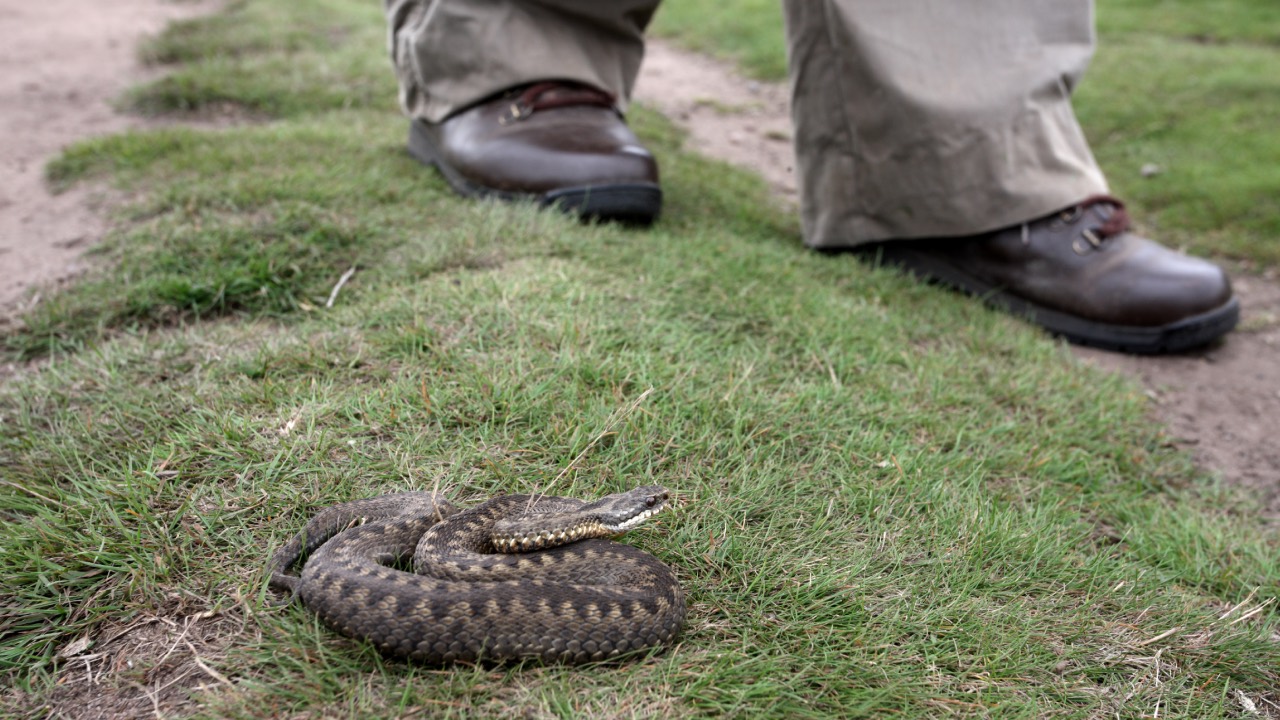 Snakes are waking up. What should you do if you’re bitten? And what if you’re a long way from help?