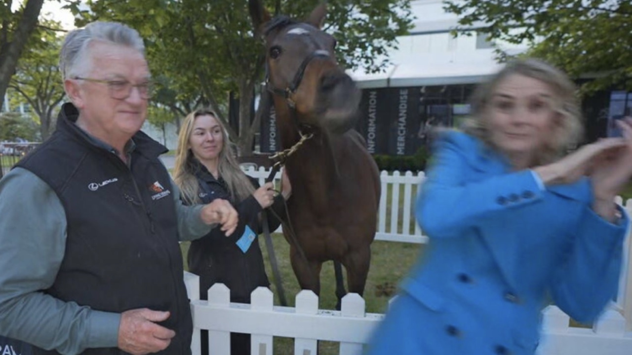 Today reporter walloped by Melbourne Cup horse