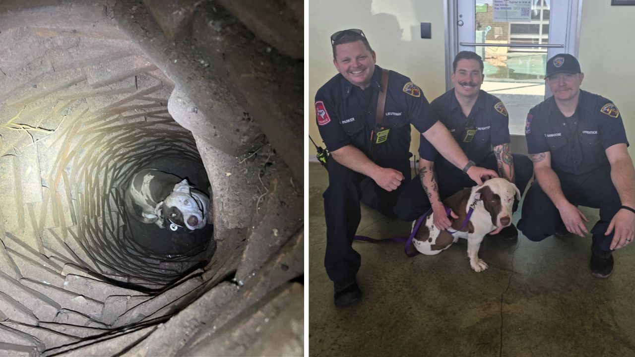 "Miraculous rescue": Renter saves stray dog trapped underground