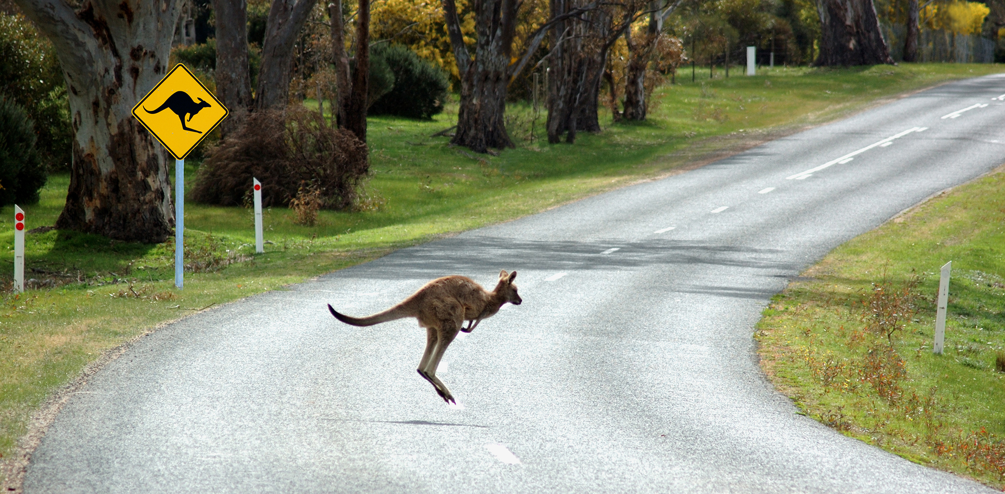 Flying kangaroo strikes a jogger in Bendigo | OverSixty