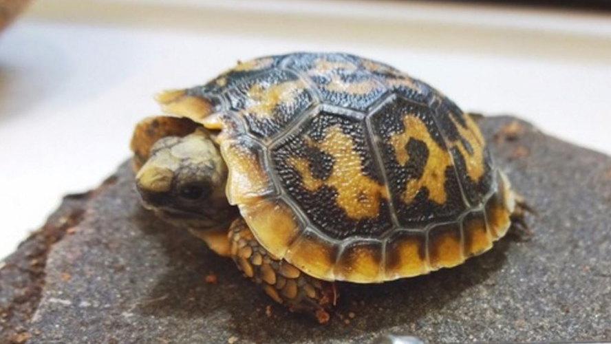 Photos capture the moment a tiny tortoise hatches | OverSixty